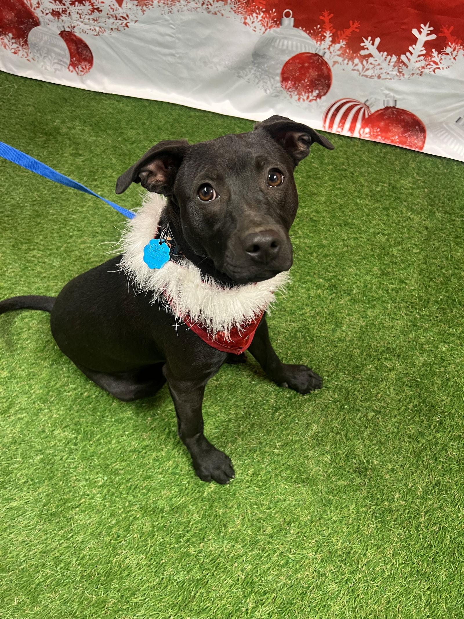 Sugar Plum thumbnail 3