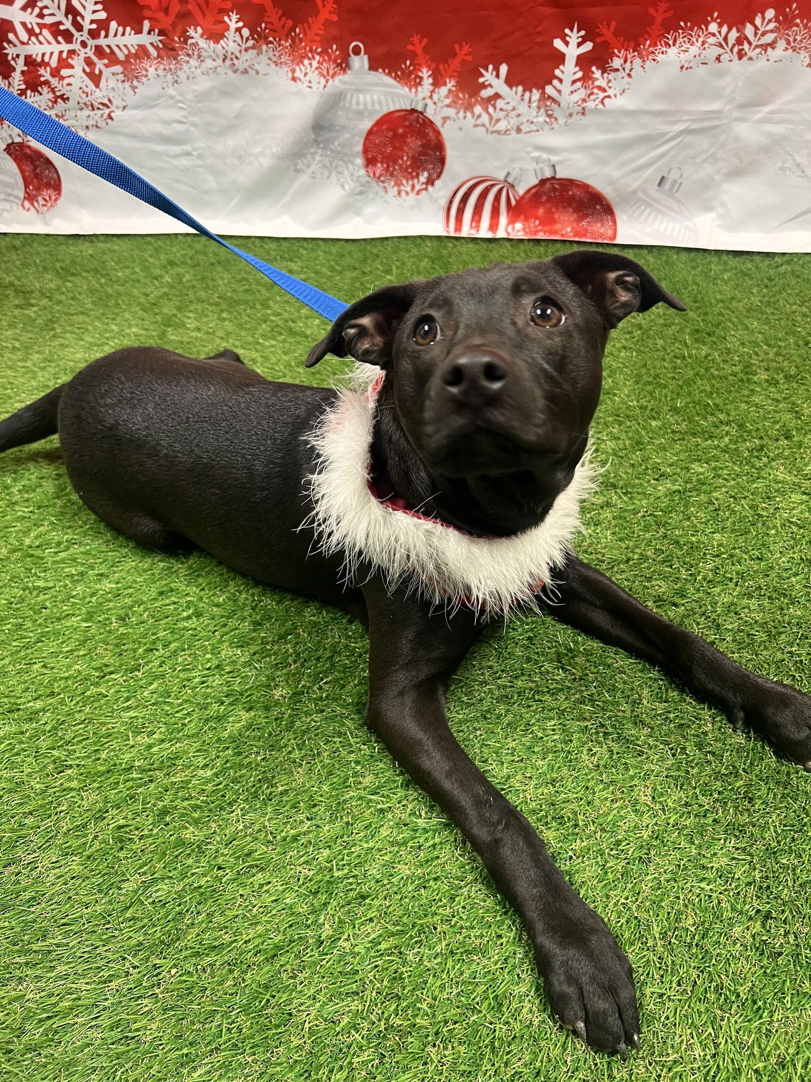 Sugar Plum thumbnail 4