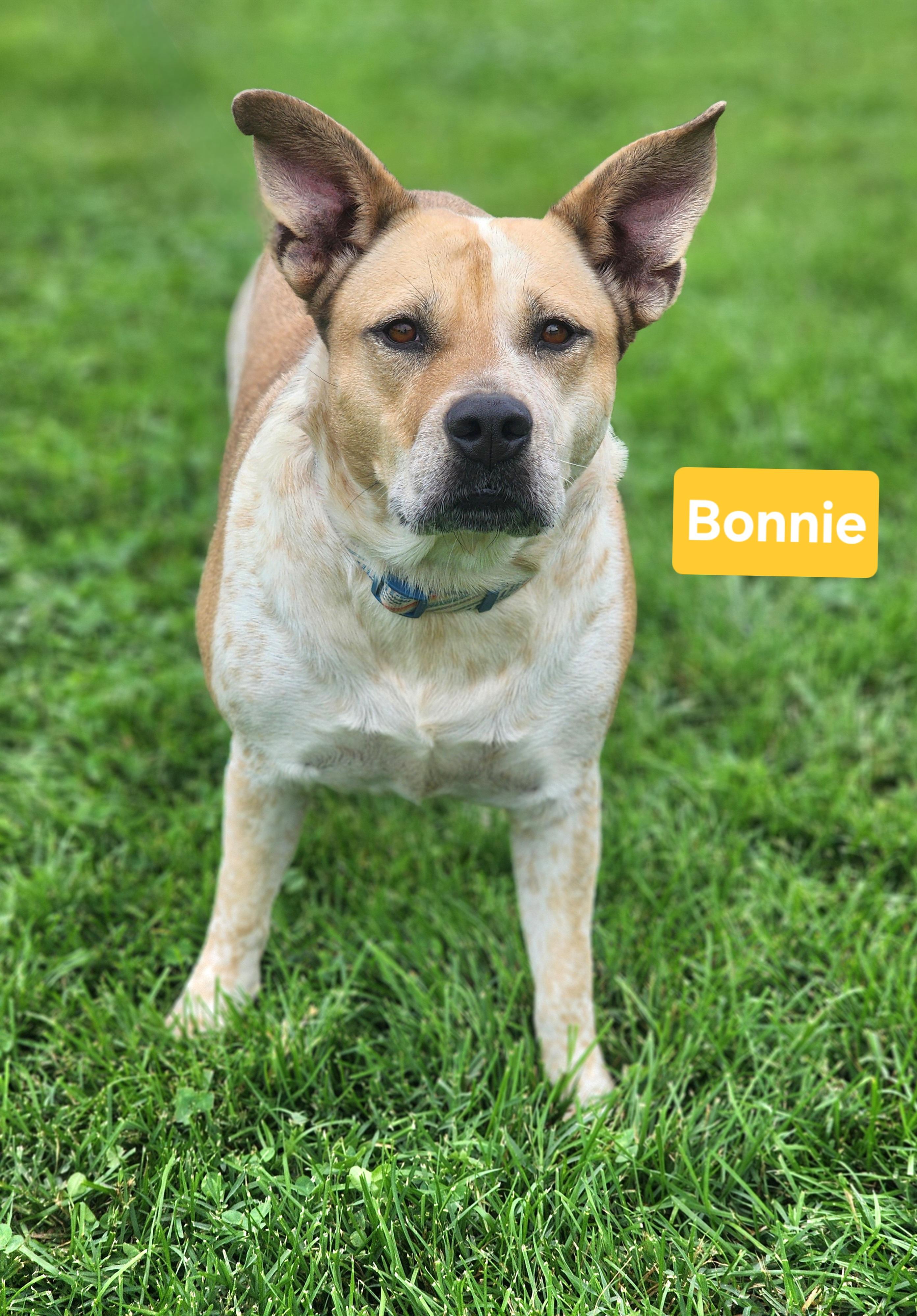 Bonnie, a ADOPTABLE mixed breed in Clinton, MO image 3/5