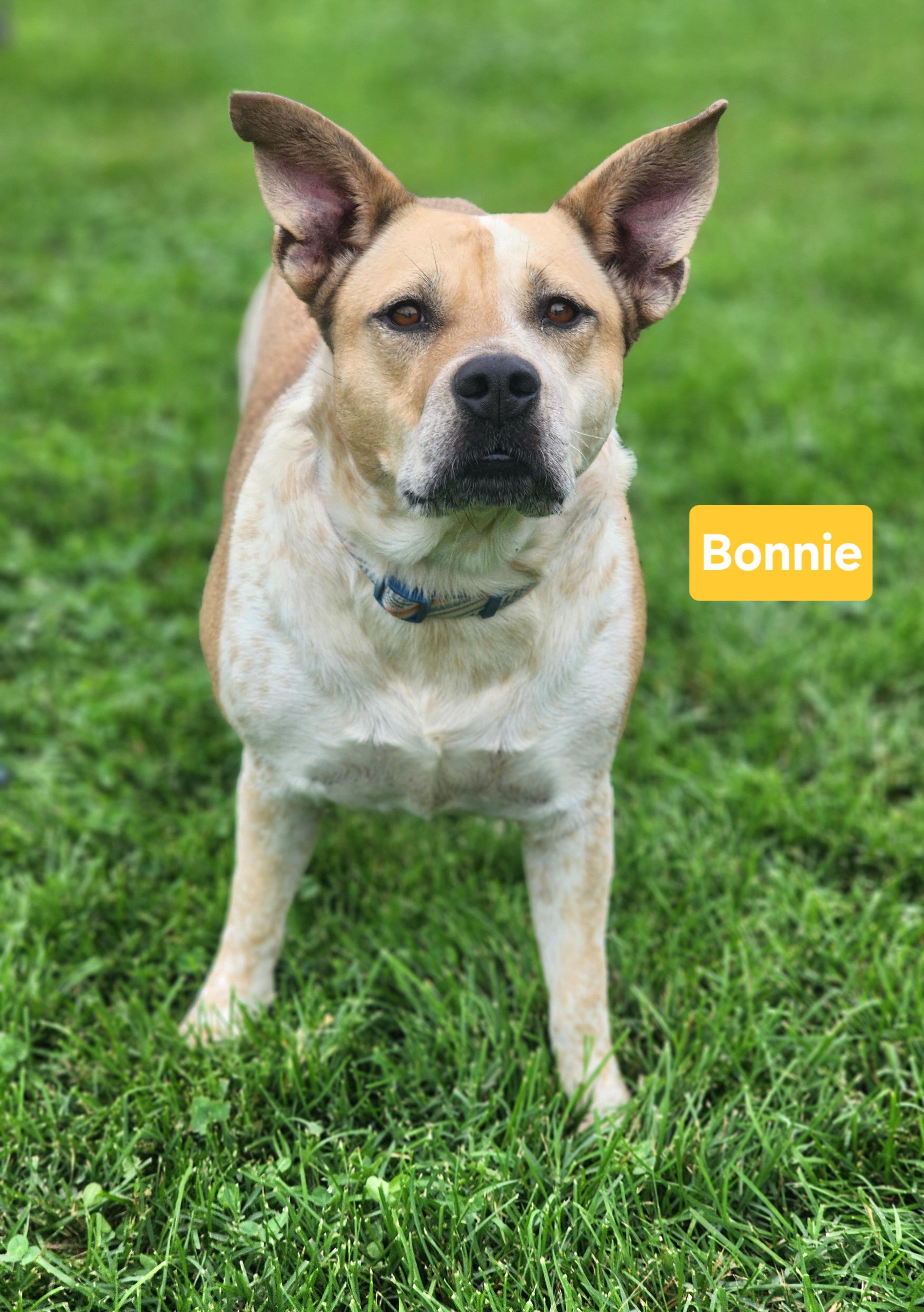 Bonnie, ADOPTABLE, Young Female German Shepherd Dog.