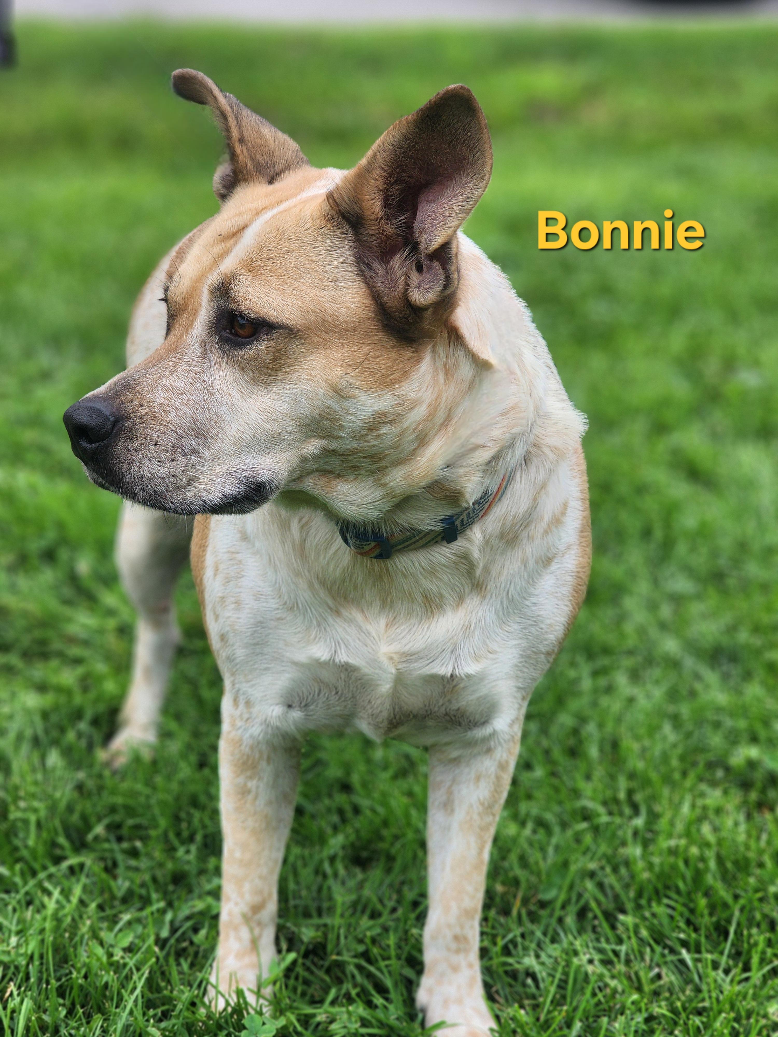 Bonnie, a ADOPTABLE mixed breed in Clinton, MO image 4/5