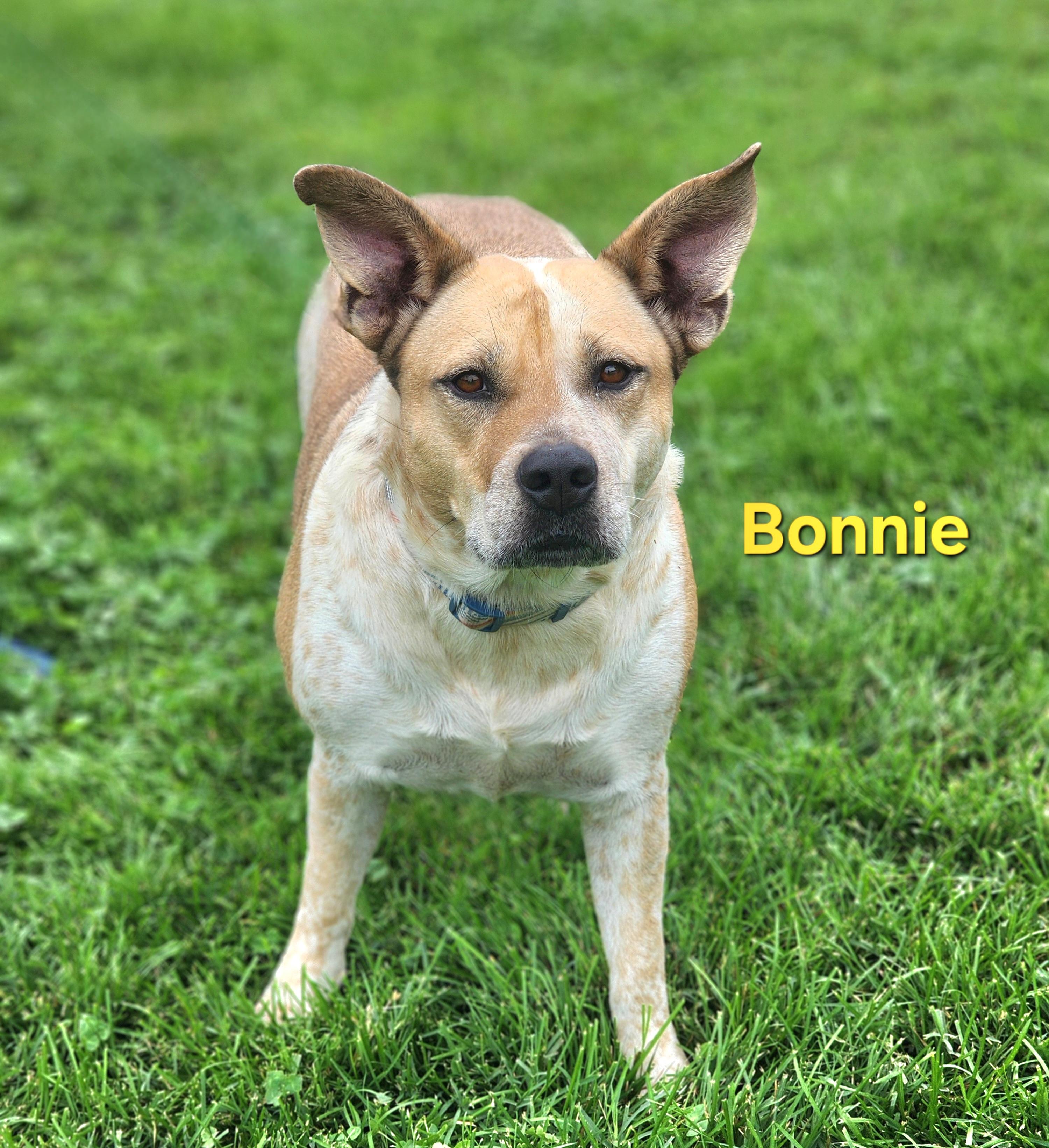 Bonnie, a ADOPTABLE mixed breed in Clinton, MO image 5/5