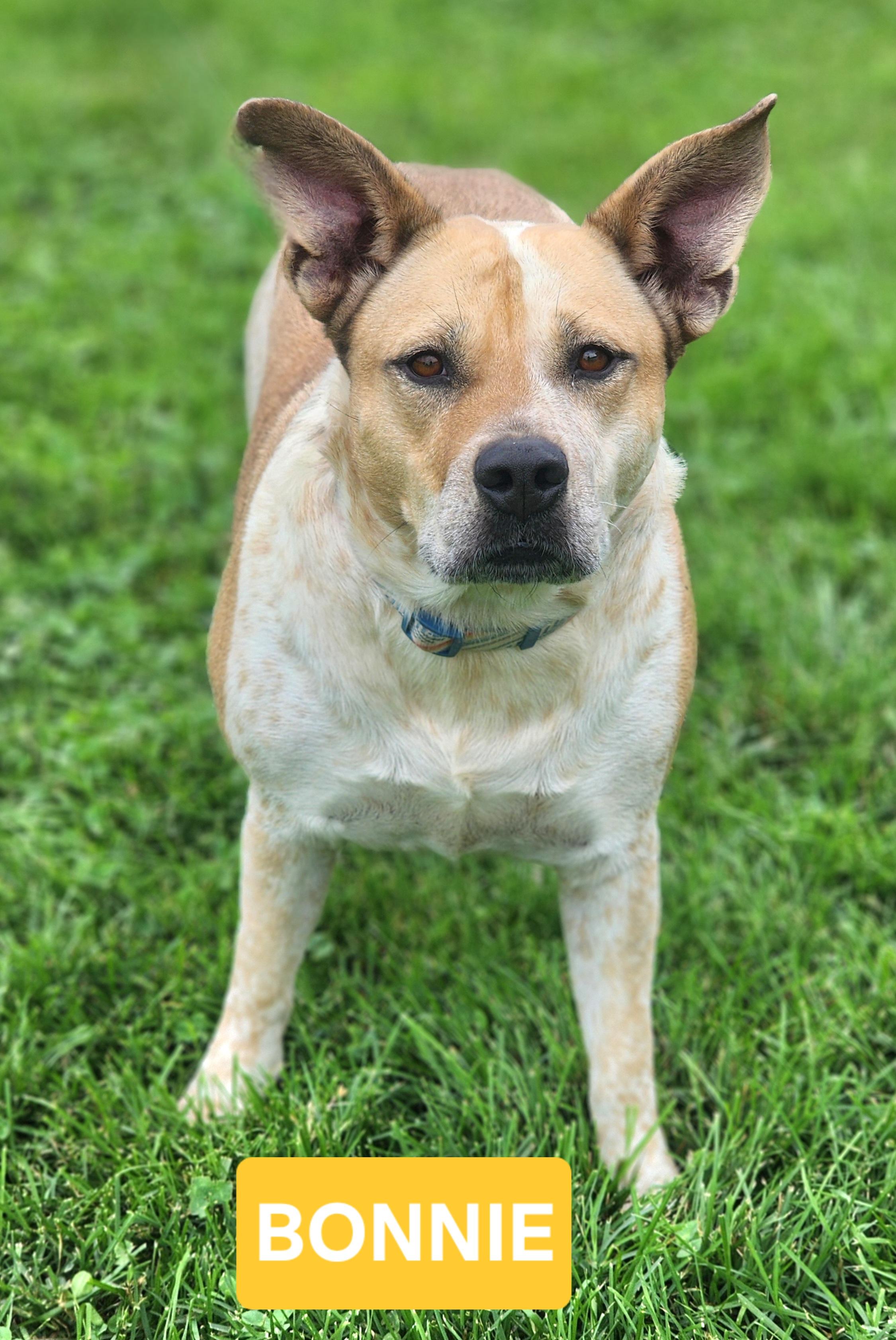 Bonnie, a ADOPTABLE mixed breed in Clinton, MO image 2/5