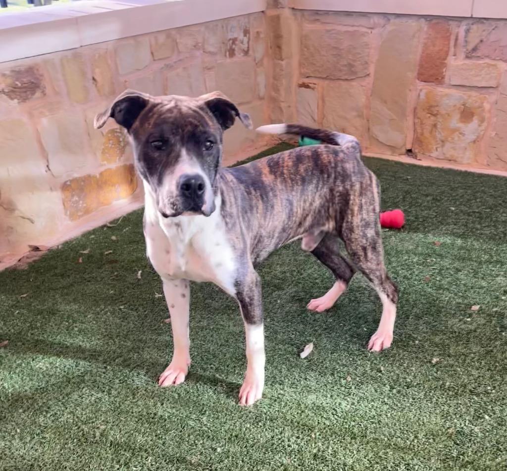 Smokey, Adoptable, Young Male Pit Bull Terrier.