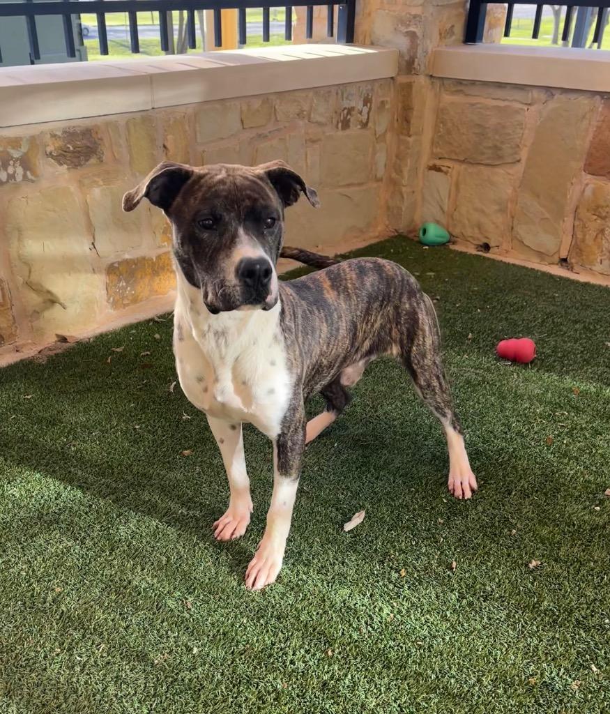 Enlarge Smokey, a Adoptable Pit Bull Terrier in Seguin, TX image 2/3