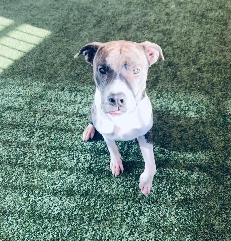 Enlarge Smokey, a Adoptable Pit Bull Terrier in Seguin, TX image 3/3