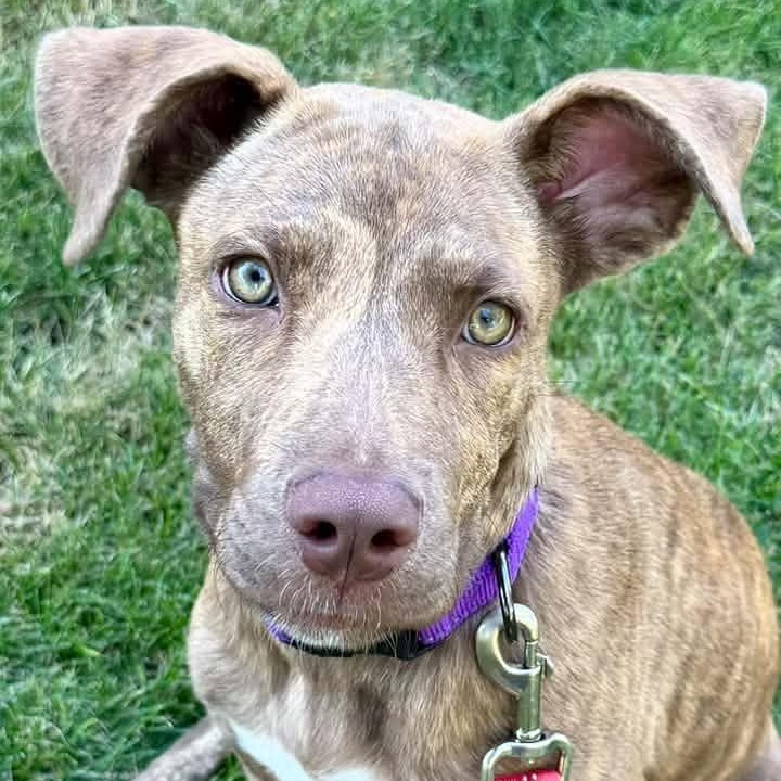 Enlarge Miss Pebbles, a ADOPTABLE Mixed Breed in Racine, WI image 4/4