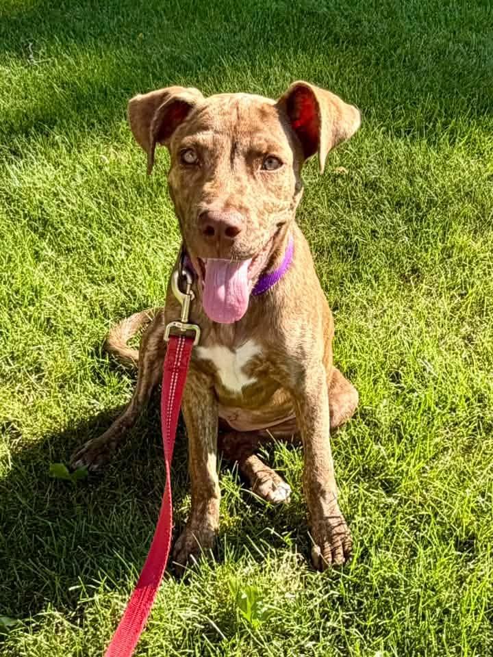 Enlarge Miss Pebbles, a ADOPTABLE Mixed Breed in Racine, WI image 1/4