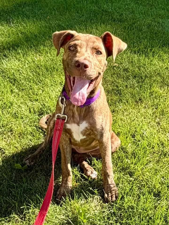 Enlarge Miss Pebbles, a ADOPTABLE Mixed Breed in Racine, WI image 3/4