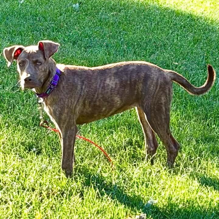 Enlarge Miss Pebbles, a ADOPTABLE Mixed Breed in Racine, WI image 2/4
