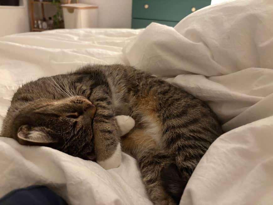 Enlarge Gigi, a Adoptable Tabby in Brooklyn, NY image 4/4