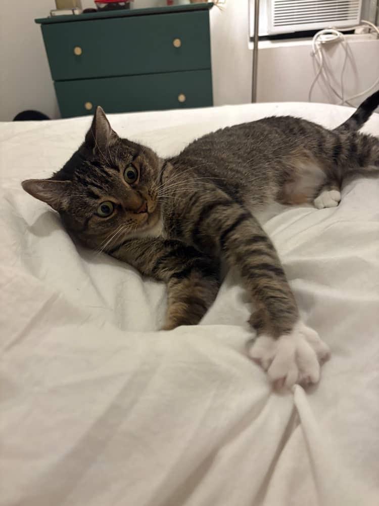 Enlarge Gigi, a Adoptable Tabby in Brooklyn, NY image 1/4