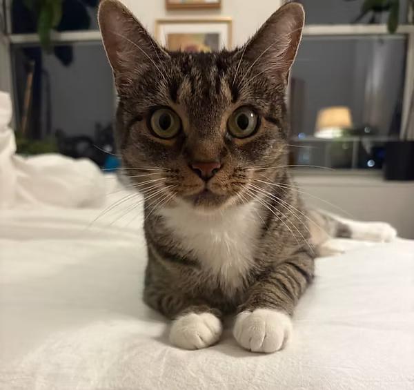 Enlarge Gigi, a Adoptable Tabby in Brooklyn, NY image 2/4