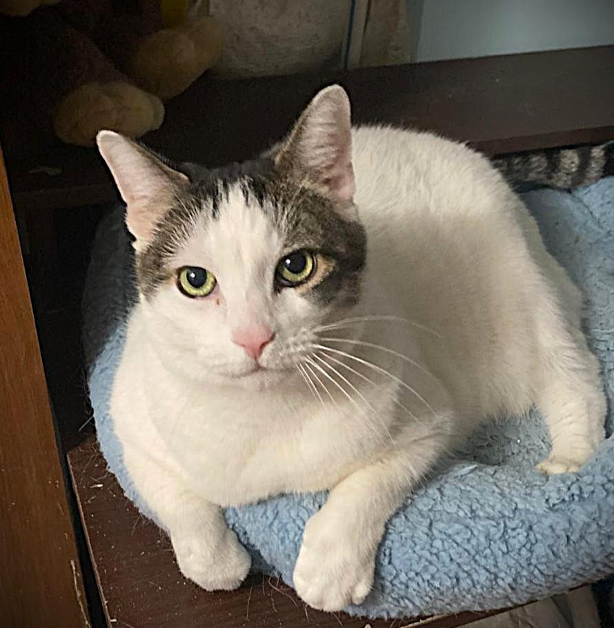 Mirabella, Adoptable, Senior Female Domestic Short Hair.