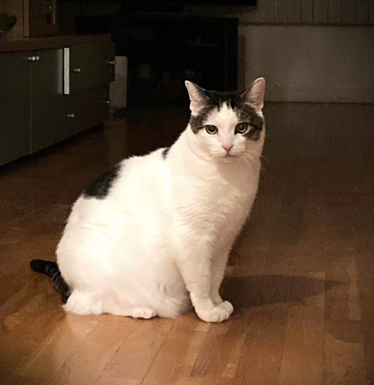 Enlarge Mirabella, a Adoptable Domestic Short Hair in Brooklyn, NY image 2/2