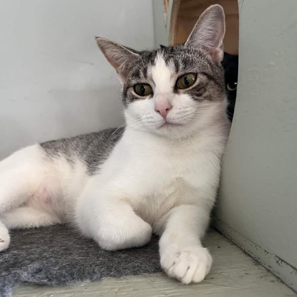 Enlarge Emma G, a Adoptable Domestic Short Hair in HERNANDO, MS image 1/1
