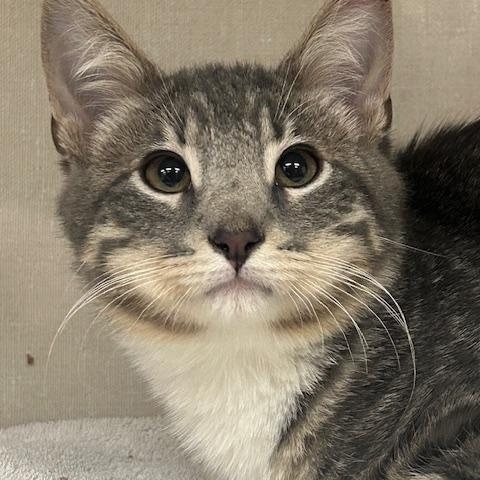 Enlarge Male Tabby, a ADOPTABLE Domestic Short Hair in Farmingville, NY image 1/1