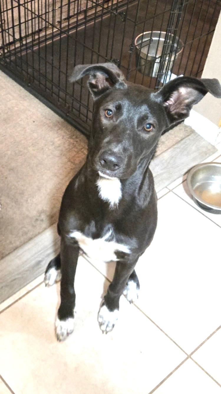 Enlarge Papaya, a Adoptable mixed breed in Pensacola, FL image 1/2