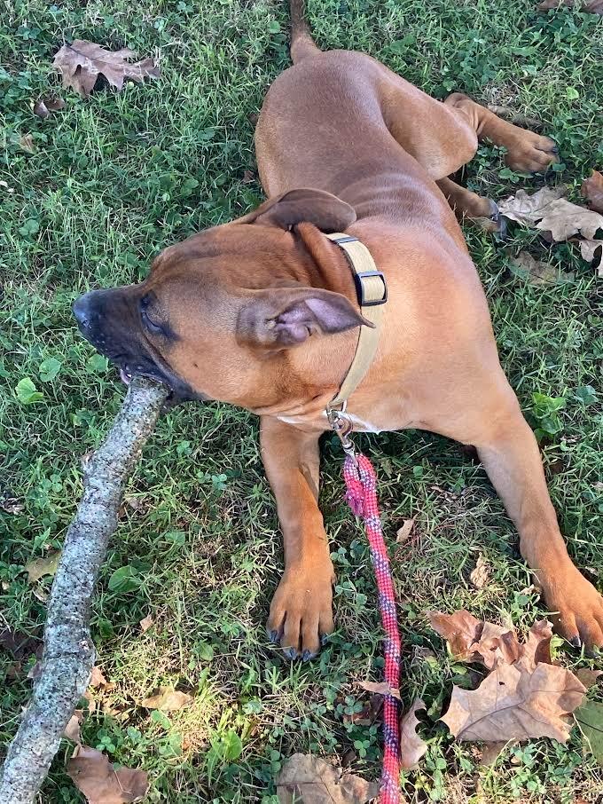 Red, Adoptable, Young Male Pit Bull Terrier.