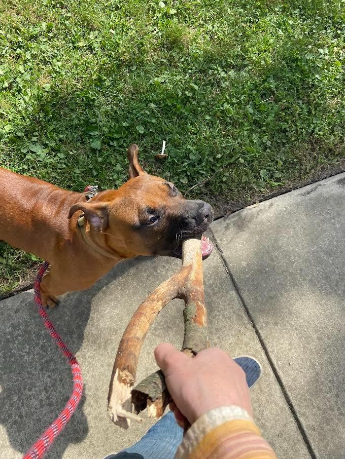 Red, a Adoptable Pit Bull Terrier in Bloomington, IN image 2/6
