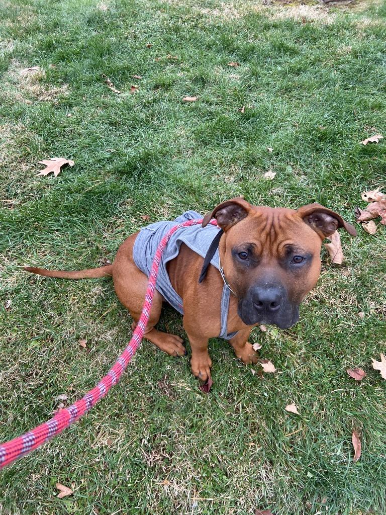 Red, a Adoptable Pit Bull Terrier in Bloomington, IN image 3/6