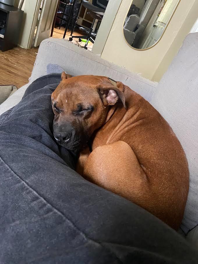 Red, a Adoptable Pit Bull Terrier in Bloomington, IN image 6/6