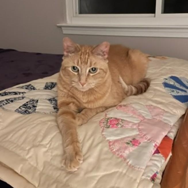 Tug, ADOPTABLE, Senior Male Tabby.