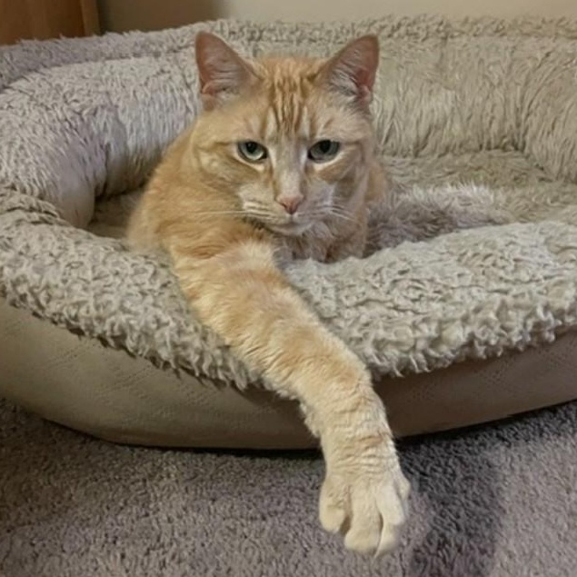 Tug, a ADOPTABLE Tabby in Maple Shade, NJ image 2/2
