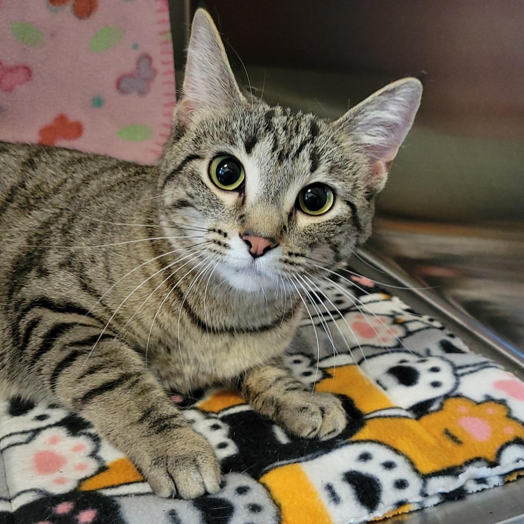 Pigeon, Adoptable, Young Female Domestic Short Hair.