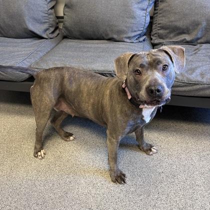 Enlarge Bonnie, a ADOPTABLE mixed breed in Lansing, MI image 5/6