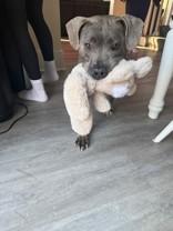 Enlarge Bonnie, a ADOPTABLE mixed breed in Lansing, MI image 4/6