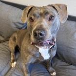 Enlarge Bonnie, a ADOPTABLE Mixed Breed in Lansing, MI image 2/4