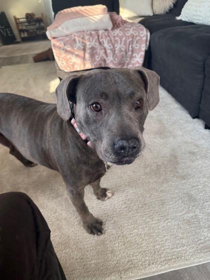 Enlarge Bonnie, a ADOPTABLE mixed breed in Lansing, MI image 6/6