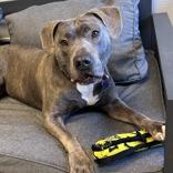 Enlarge Bonnie, a ADOPTABLE Mixed Breed in Lansing, MI image 3/4