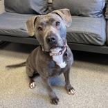Enlarge Bonnie, a ADOPTABLE Mixed Breed in Lansing, MI image 1/4