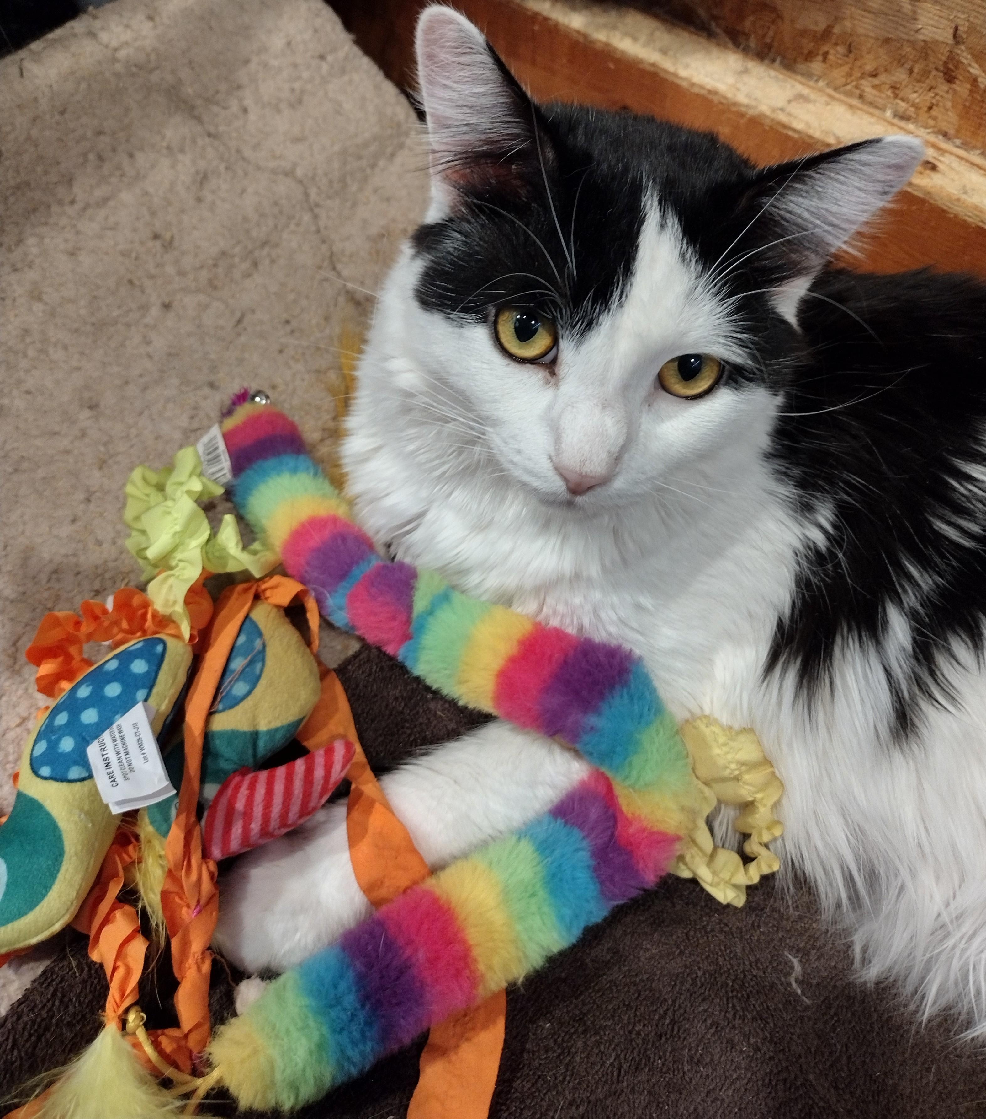 Enlarge Holmes and Watson, a Adoptable Domestic Medium Hair in Syracuse, NY image 1/2