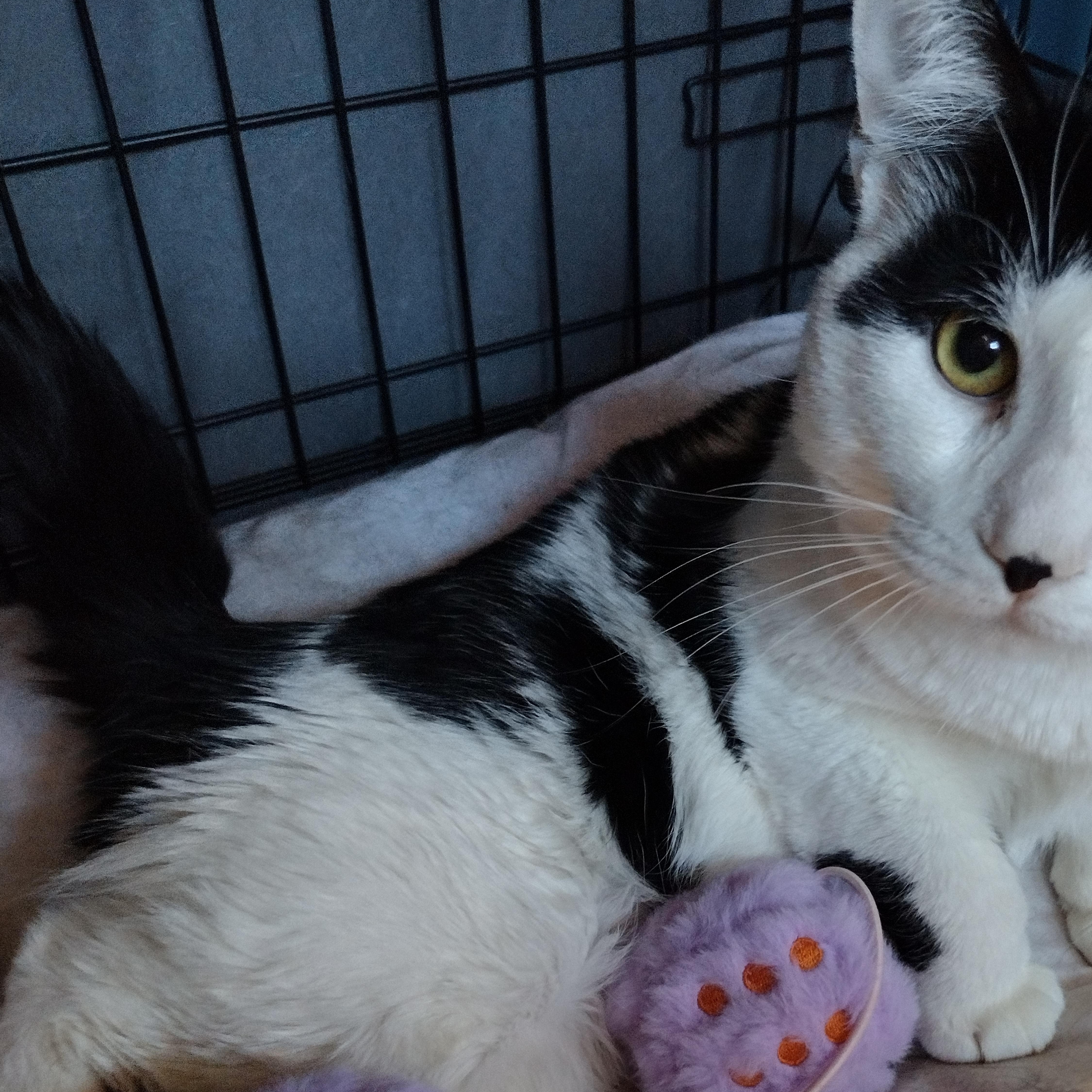 Enlarge Holmes and Watson, a Adoptable Domestic Medium Hair in Syracuse, NY image 2/2
