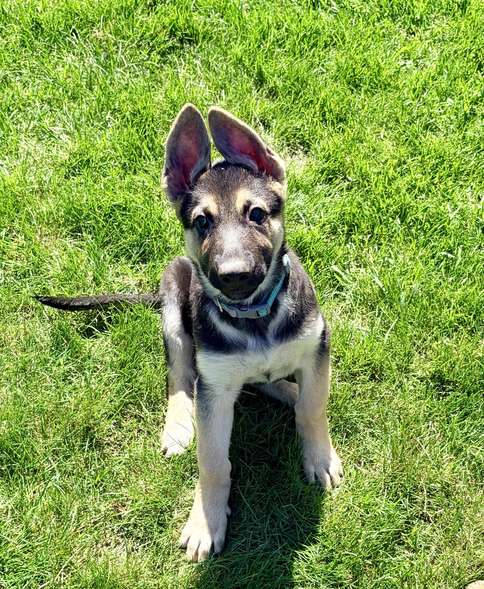 Charli, Adoptable, Puppy Female German Shepherd Dog.