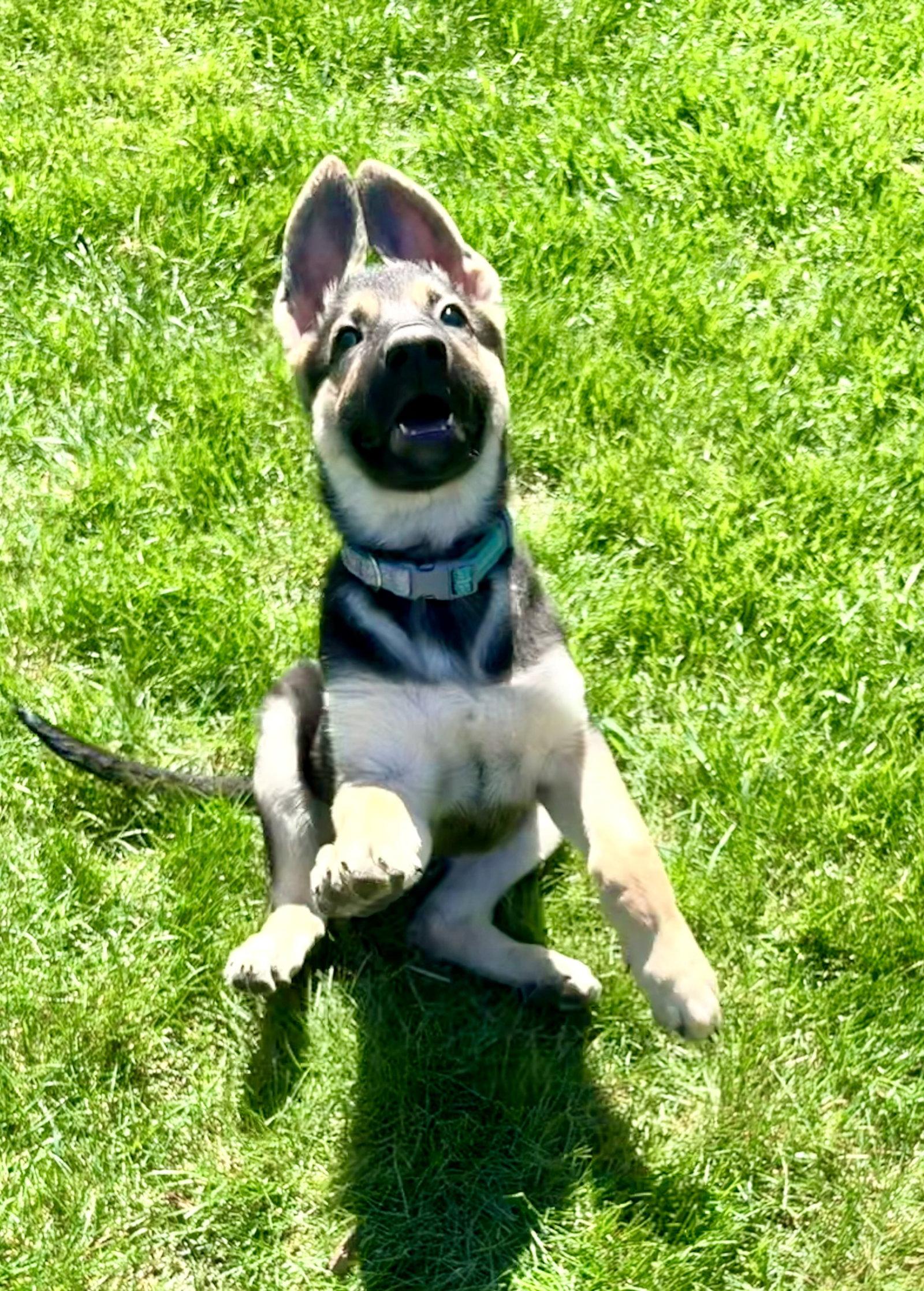 Enlarge Charli, a Adoptable German Shepherd Dog in Hugo, MN image 2/3