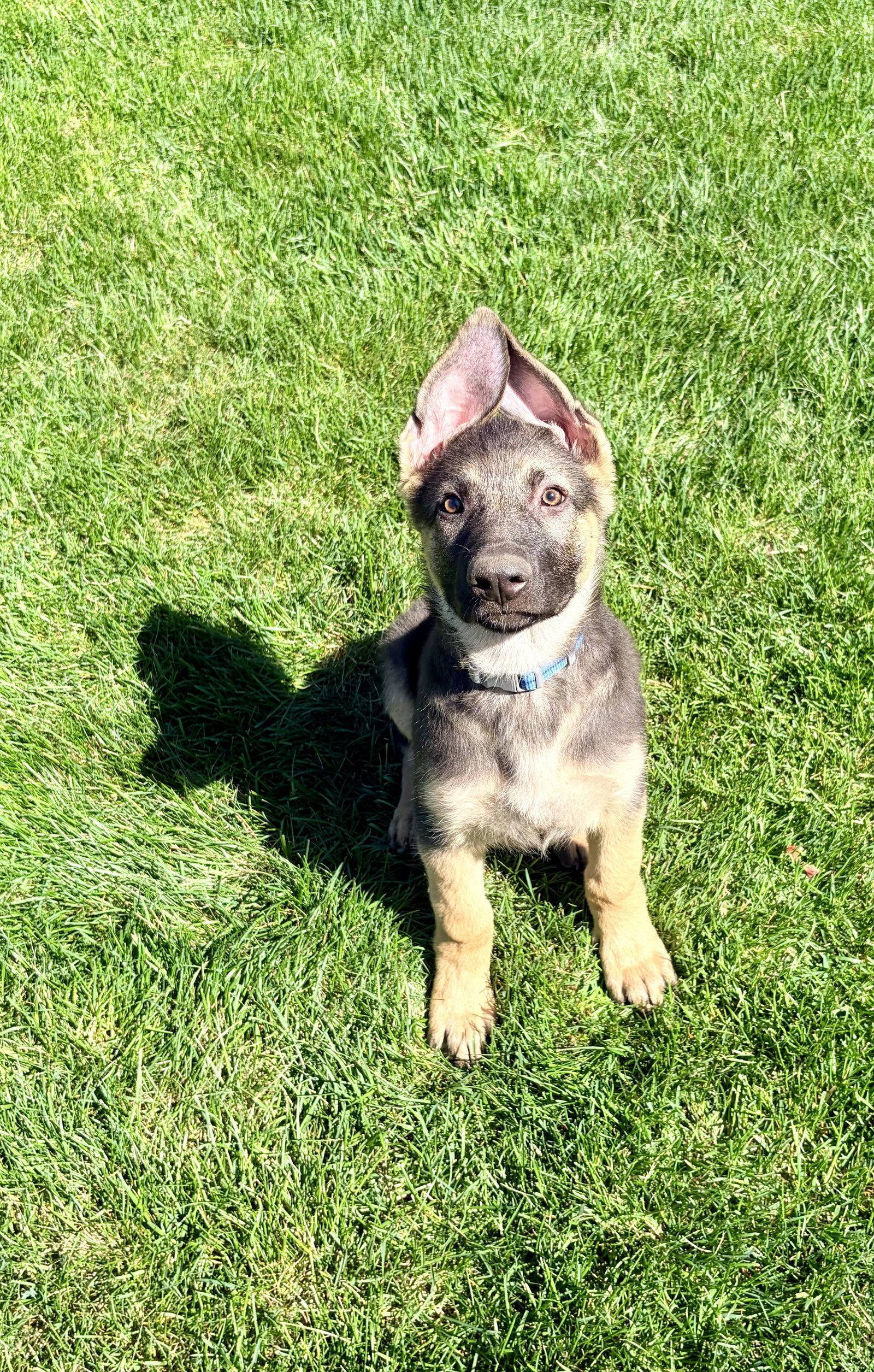 Enlarge Charli, a Adoptable German Shepherd Dog in Hugo, MN image 3/3