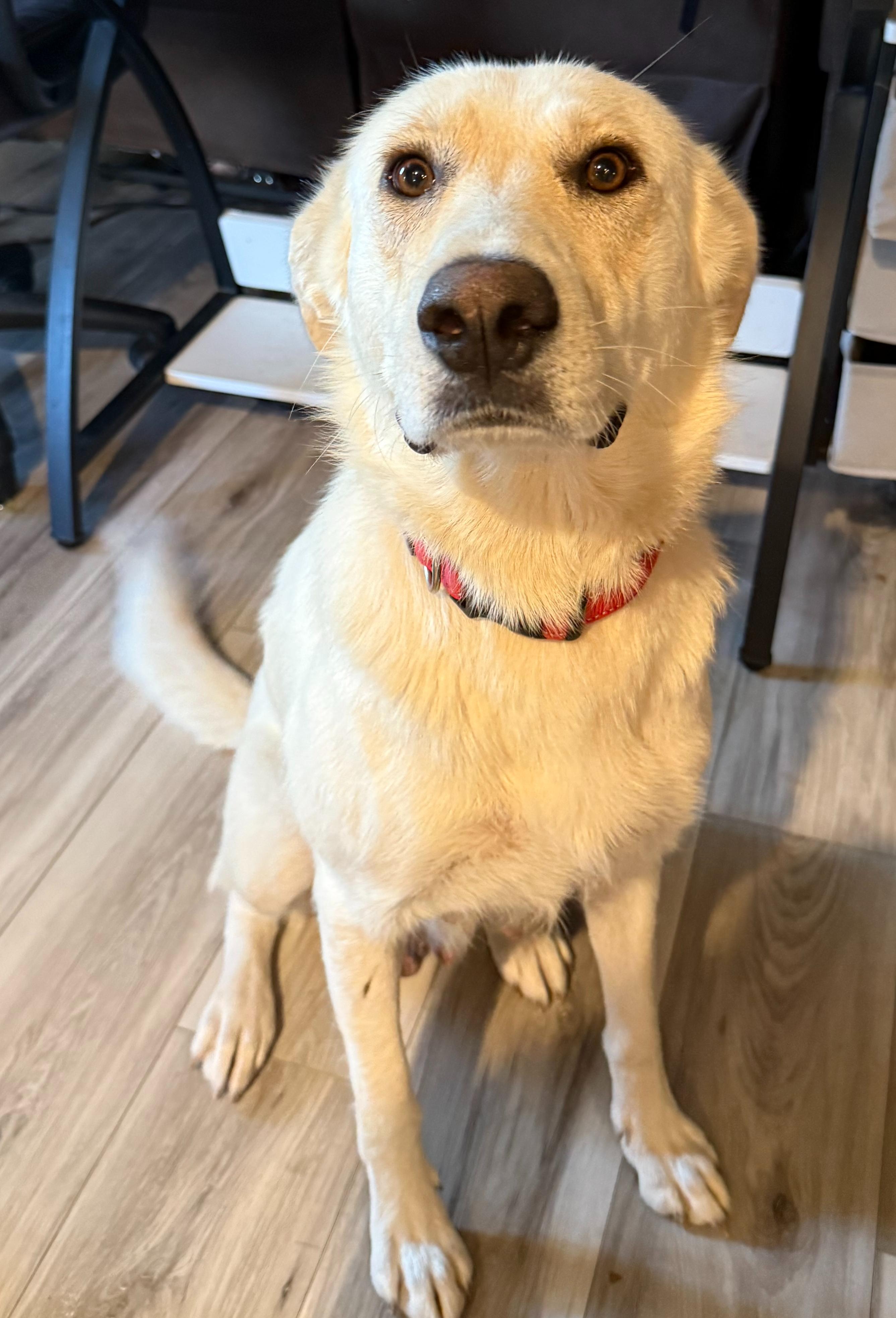 Enlarge Sasha (F), a Adoptable mixed breed in Sun Prairie, WI image 3/3