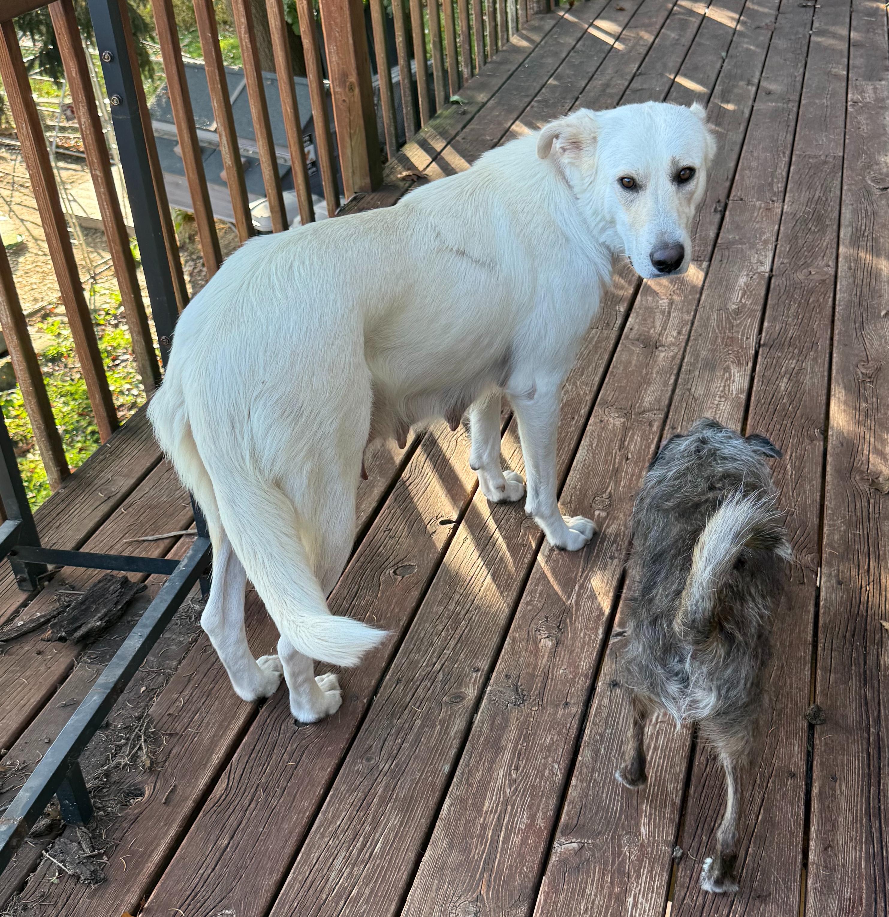 Enlarge Sasha (F), a Adoptable mixed breed in Sun Prairie, WI image 1/3