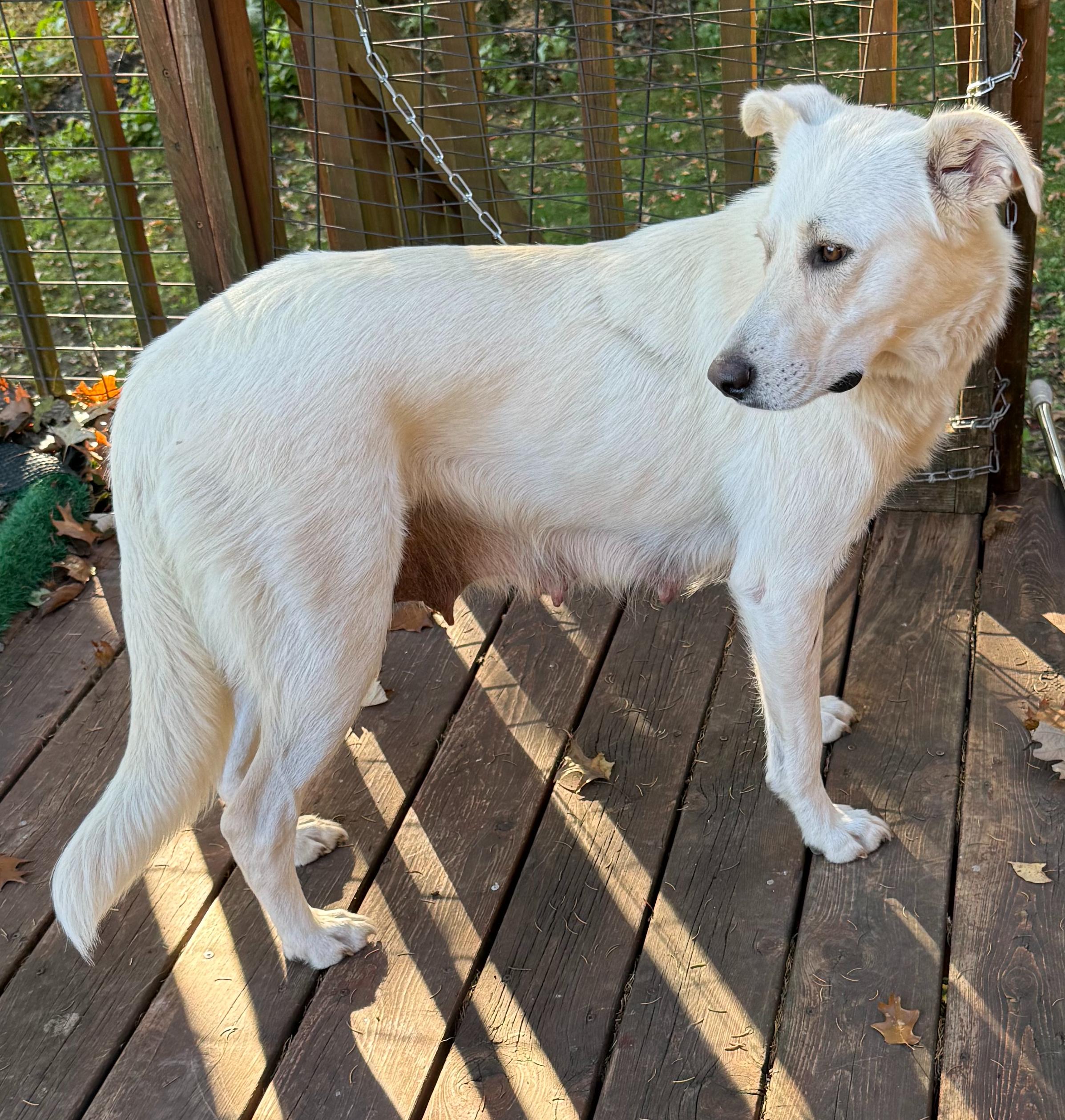 Enlarge Sasha (F), a Adoptable mixed breed in Sun Prairie, WI image 2/3