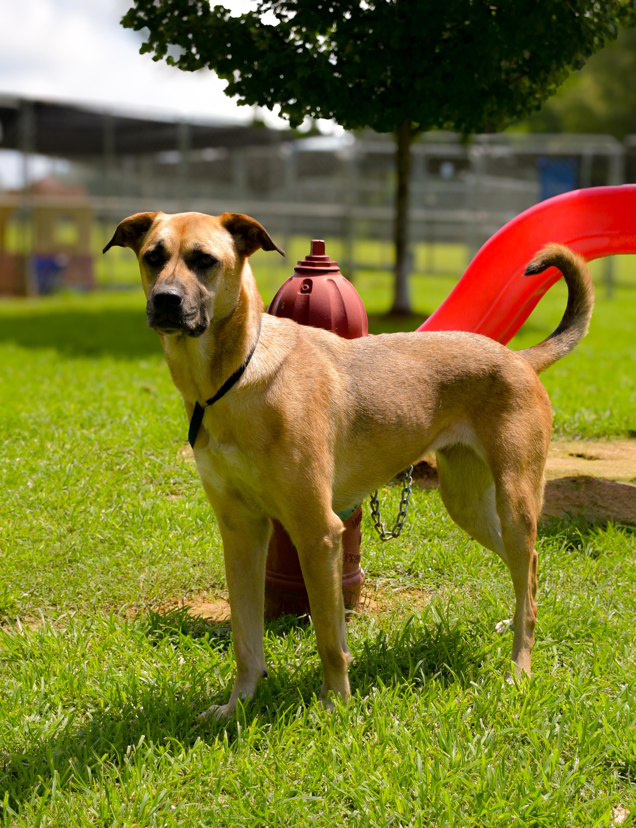 Jilly, Adult Female German Shepherd Dog