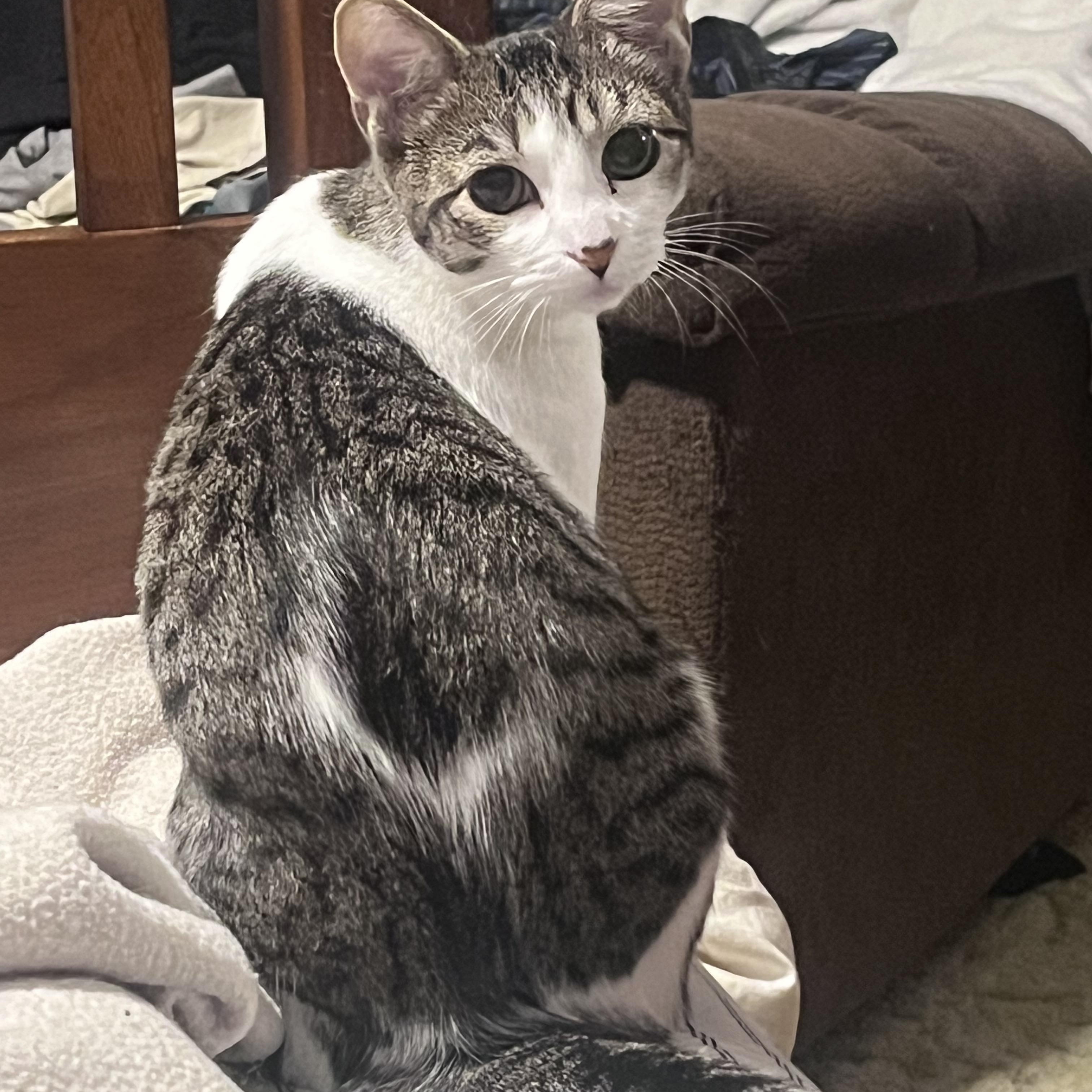 Enlarge Honey, a Adoptable Domestic Short Hair in Buffalo, NY image 1/2