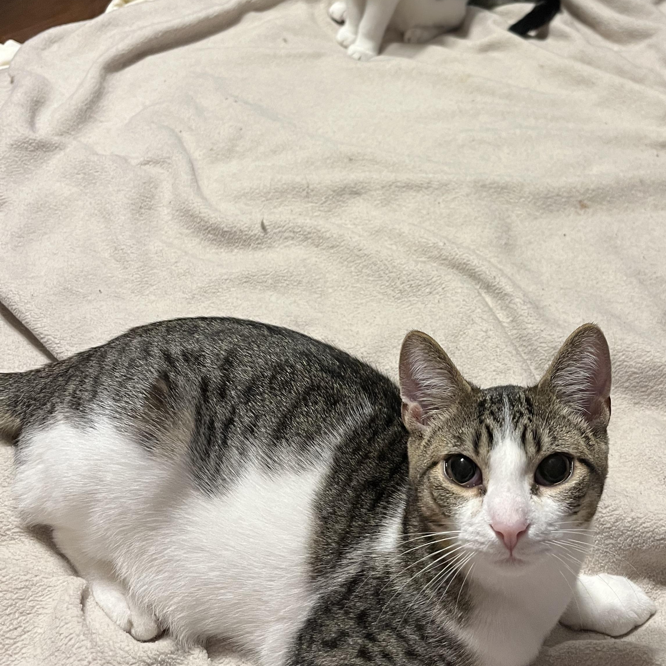 Enlarge Honey, a Adoptable Domestic Short Hair in Buffalo, NY image 2/2