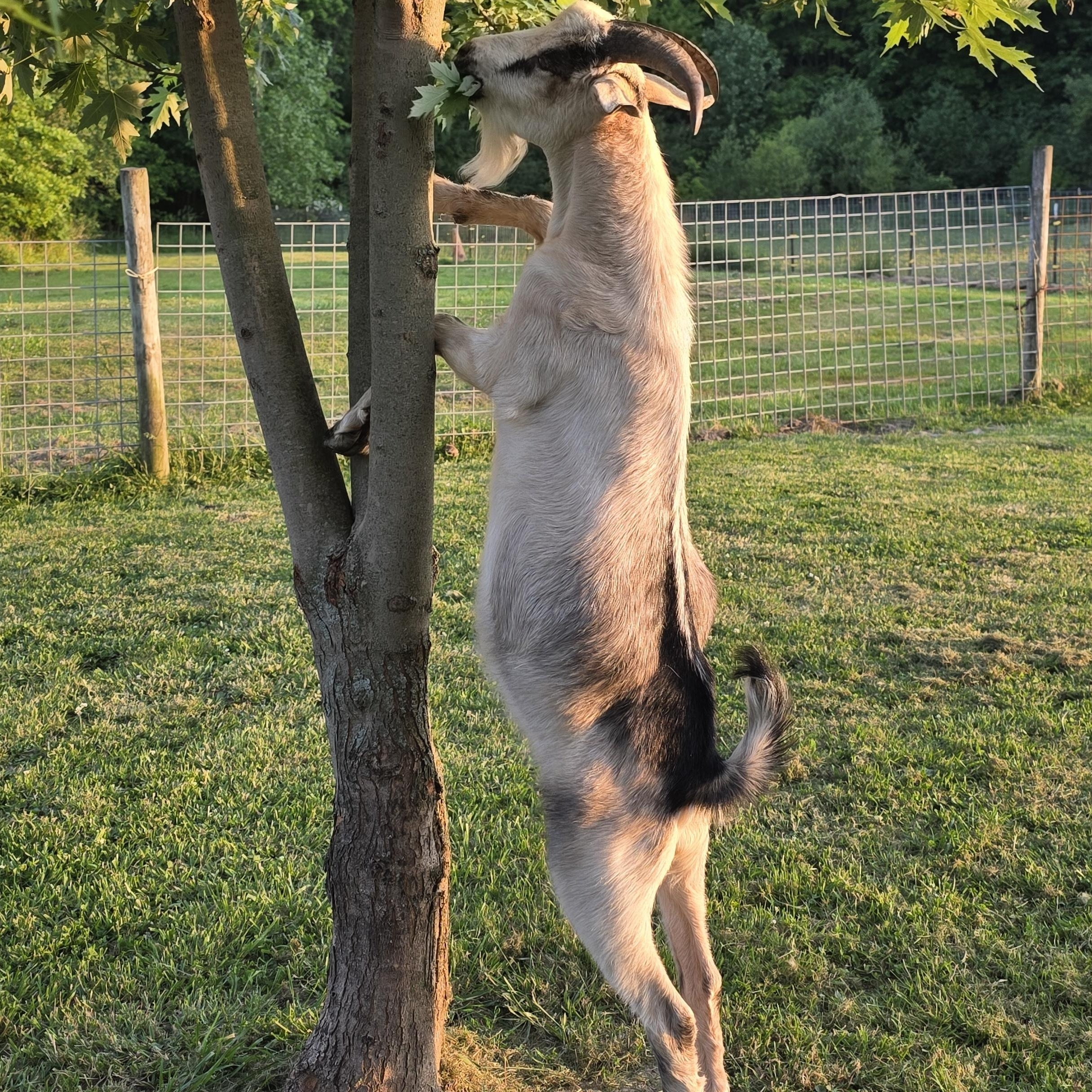 Pepper, Adoptable, Young Male Alpine.