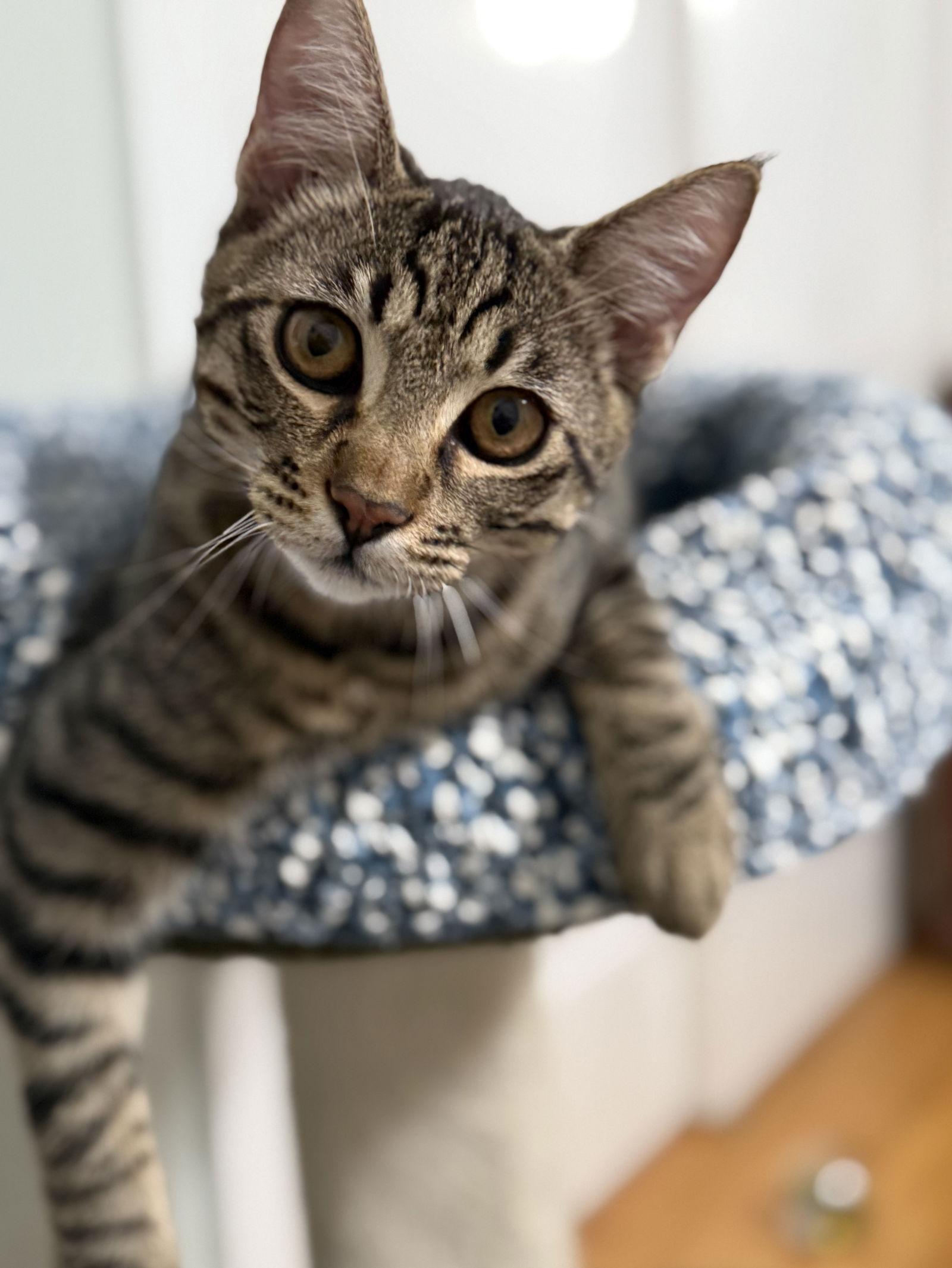 stevie, Adoptable, Kitten Male Tabby & Domestic Short Hair.