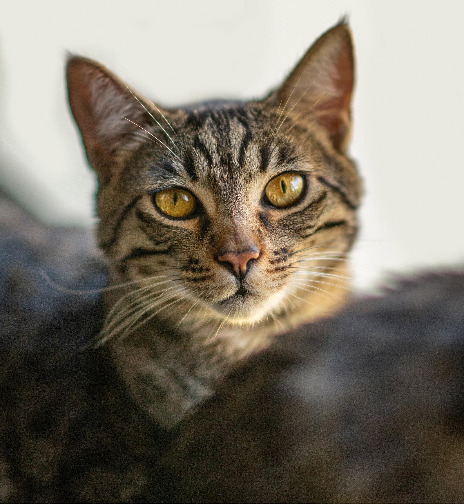 Enlarge stevie, a Adoptable mixed breed in San Jose, CA image 1/3