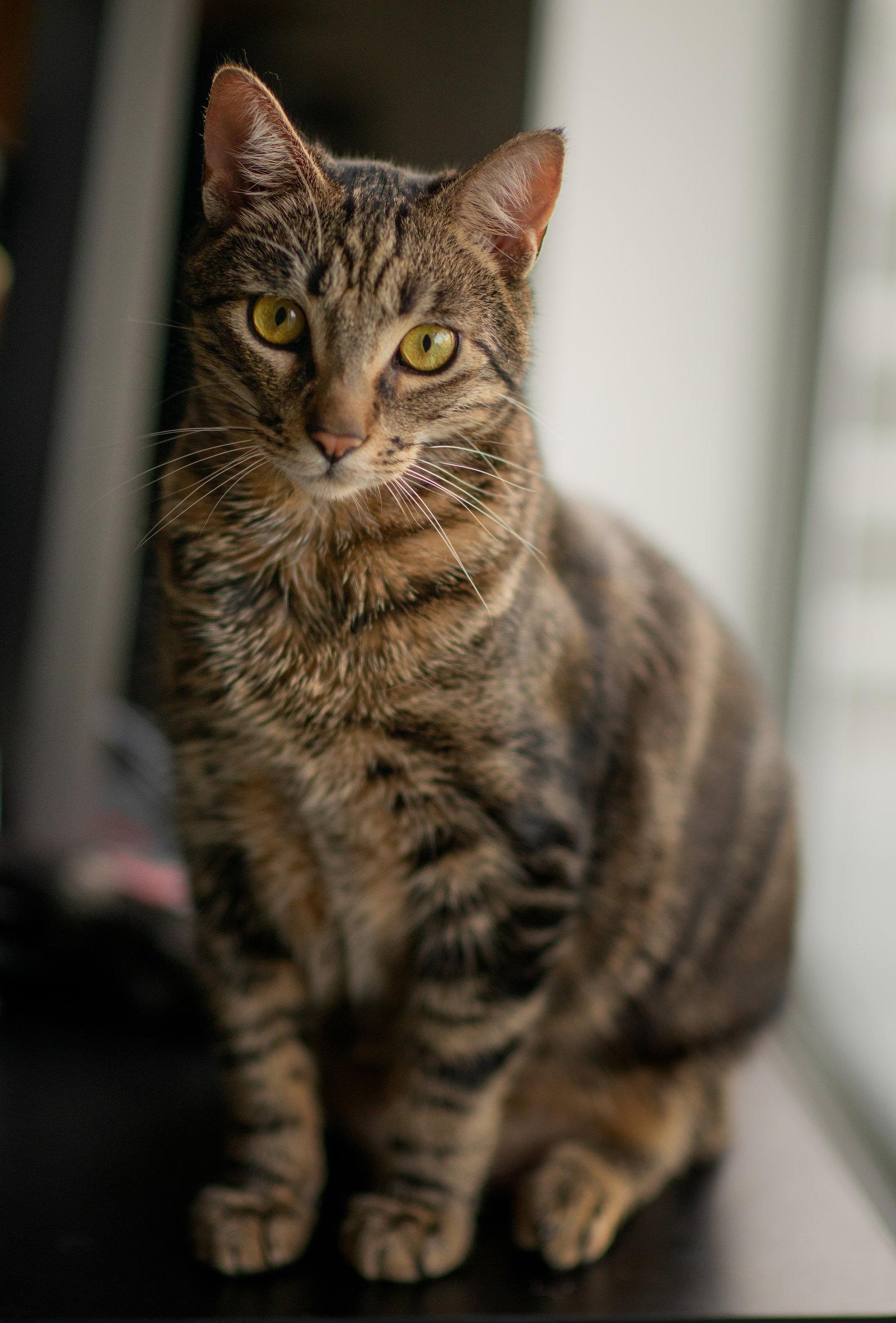 Enlarge stevie, a Adoptable mixed breed in San Jose, CA image 2/3